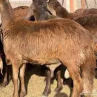 طليان سواكن ذبيح طيبه