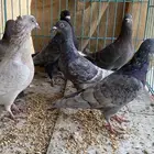 حمام 3 اجواز مادري عنهم ابيع هالمنظور ذكور اناثي ماعلم