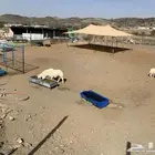 نوفر ذبايح طليان وتيوس ورخال