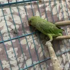 ببغاء الدره ذكر تمم البيع