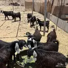 12 تيس طييات