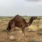 قعود ساحلي