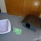 3 مستلزمات أساسية للقطط والكلاب الصغيرة