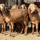 رخال سواكن مضاريع