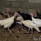 رومي