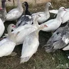 بط بح فاخر ولون مميز