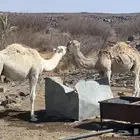 قعدان بريه و طيبه.