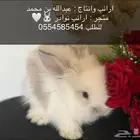 ارانب