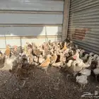 للبيع صوص بلدي فواتح