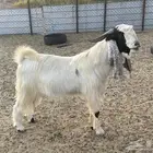 تيس فحل للبيع