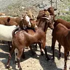 تيوس بلدي من محايل عسير ( طحاحين ) معمل ال خليف عدد 13