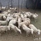 ضان بلدي للبيع رخال و ضان