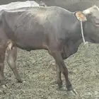 بقرة سويسري للبيع