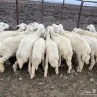 خرفان طيبه مراح واحد