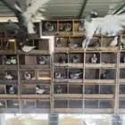 حمام هندي عشه