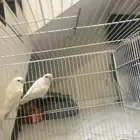 زوج طيور روز البينو