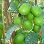 بذور سدر العناب الهندي