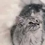قطه شيرازي