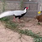 فزنت سلفر نوادر