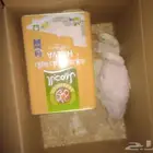 بط للبيع
