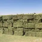 برسيم صافي للبيع