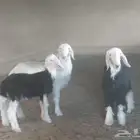 رخال وطلي