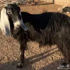 عنز للبيع
