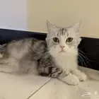 قط أليف للتبني  شيرازي مكس