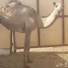 حاشي قصب لحم طيبه بلدي