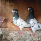جوزين وذكر حمام تيدي