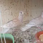 جوزين وذكر قماري مفتله