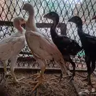 فروخ سندي وفارسي للبيع