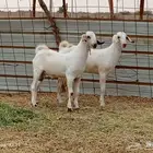 تيس وجفره للبيع