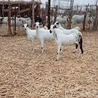 ماشاء الله تبارك الله بيشيات جروم ومد