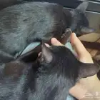 قطين ذكر للتبني