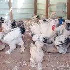 دجاج براهما كلومبي للبيع