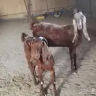 معزا ثنتين