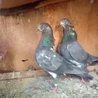 جوز شبرا من النوادر