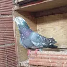 ذكر رام للبيع