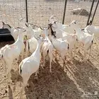 تيوس نظيفه تبارك الله للبيع جمله