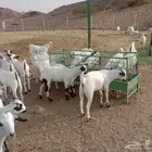 غرب المجاردة بعد احد ثربان
