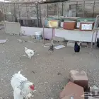 دجاج هجين براهما وبلدي