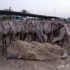 إبل طيبة للبيع بأسعار منافسة وخصومات خاصة للكميات