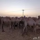 ابل طيبة للبيع (عرض خاص للكميات)