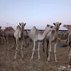 حاشي طيبة للبيع (خصم خاص للكميات)