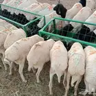 برابر نظيفه مقفله للبيع جمله