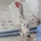 دجاجة فارسيه