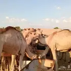 حشوان صومالية أوزان عالية فرصة لاتفوت لتجار الجملة