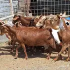 معزا دهم طيبه شي فاخر العدد 15 با الفحل دفيع للقناي