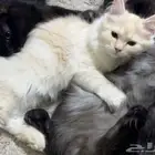 قط للتبني